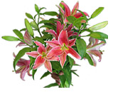 Pink Lilies Arrangement