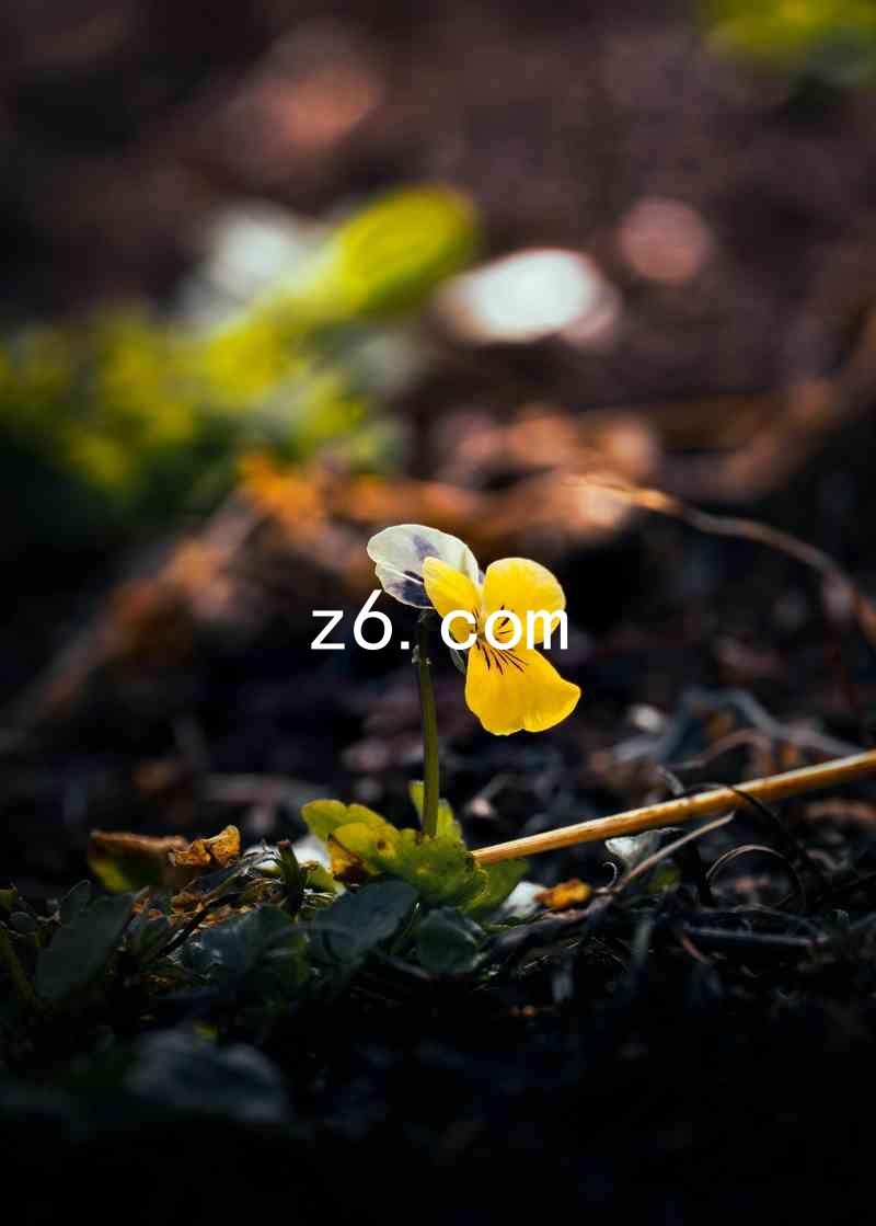z6.com