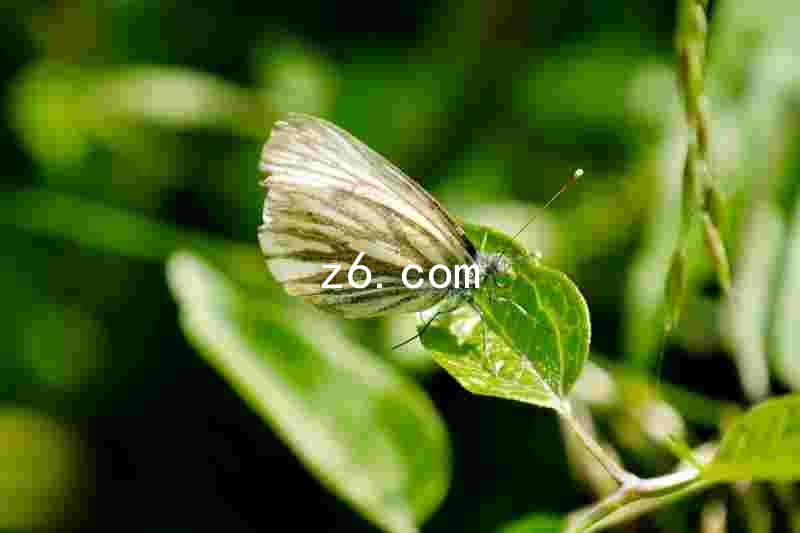 z6.com